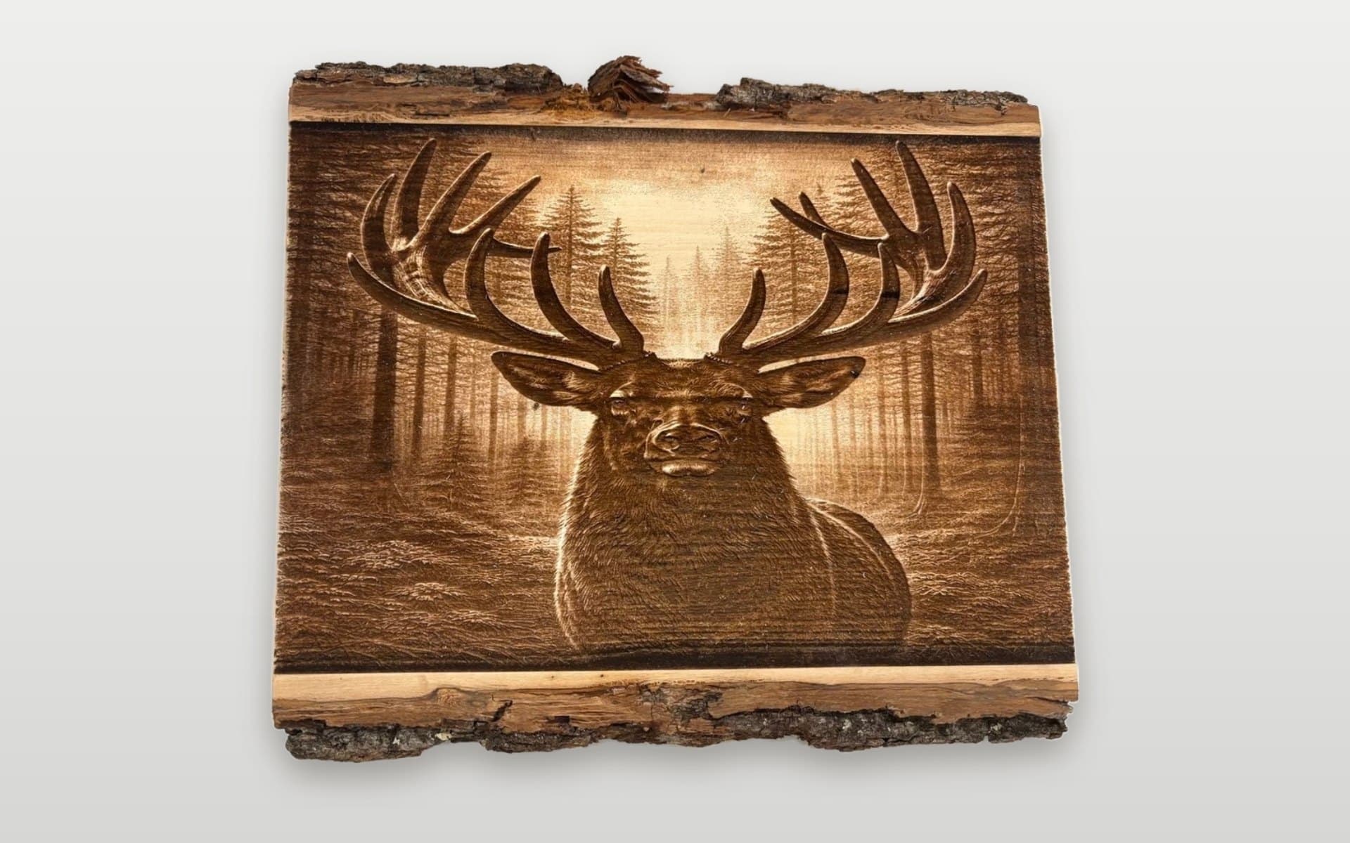 Stag in the pines live-edge engraving, image 1